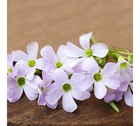 Oxalis bulbs 10pcs Cute Clover Shape Have A Perfect Look Garden Terrace Courtyard Complete Visual Enjoyment Horticultural Landscape Efficient Planting:packing seeds only