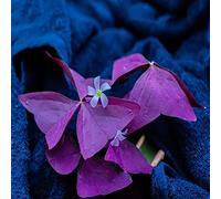 oxalis da giardino Giardino roccioso: resistenti per il pieno sole rampicanti decorative da Aiuole rialzate per il decorazioni esterni 300semi