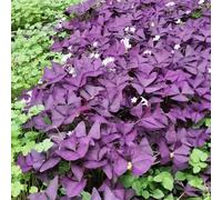 oxalis triangularis, all'aperto da appartamento esotiche serra interna Aiule rialzate per il giardino balcone serra da giardino interno resistenti al 6Bulbi