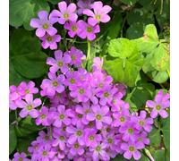 Oxalis triangularis - bulbi temprana jardín rocce prado bonsái primavera jardín Trébol la suerte decorative prado 4pcs