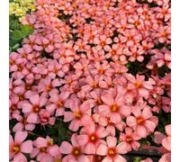 Oxalis triangularis - prado abejas bonsái jardín rocce decorazione balconi interni bulbi temprana Letti elevati 5pcs