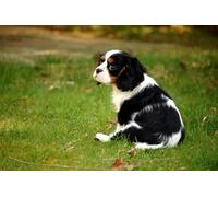 OZLHSP 1000 pezzi puzzle Cuccioli di King Charles Spaniel Animali 75x50cm