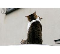 OZLHSP 1500 pezzi puzzle Abbraccio del gatto Incontro con gli animali 87x57cm