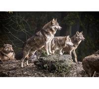 OZLHSP 3d puzzle 500 pezzi Animali da branco di lupi 52x38cm