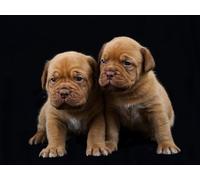 OZLHSP 3d puzzle 500 pezzi Cuccioli di bulldog 52x38cm