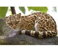 OZLHSP 3d puzzle 500 pezzi Ocelot Grandi felini Cuccioli Baffi 52x38cm