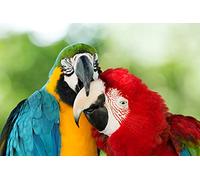 OZLHSP 3d puzzle 500 pezzi Pappagalli Animali 52x38cm