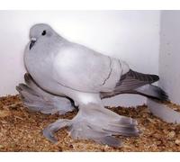 OZLHSP 500 pezzi puzzle Animali colomba 52x38cm