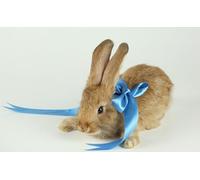 OZLHSP 500 pezzi puzzle Conigli Roditori Animali 52x38cm