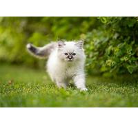 OZLHSP 500 pezzi puzzle Gatti Animali Gattini Birmani 52x38cm