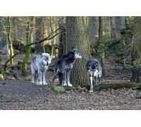 OZLHSP 500 pezzi puzzle Lupi Animali 52x38cm