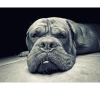 OZLHSP bambina femmina puzzle 1000 pezzi Animale 75x50cm