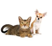 OZLHSP bambina femmina puzzle 1000 pezzi Chihuahua Gatto Animale 75x50cm