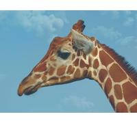 OZLHSP bambina femmina puzzle 500 pezzi Animali Giraffa 52x38cm