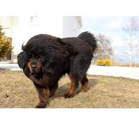 OZLHSP bambina puzzle 500 pezzi Animali del mastino tibetano 52x38cm