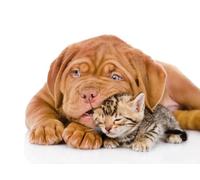 OZLHSP bambina puzzle 500 pezzi Gattini Bulldog Animali 52x38cm