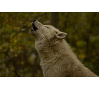 OZLHSP bambini puzzle 1000 pezzi Lupi Animali Lupo 75x50cm