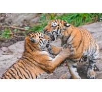 OZLHSP bambini puzzle 1000 pezzi Tigri, grandi felini, combattono contro gli animali 75x50cm