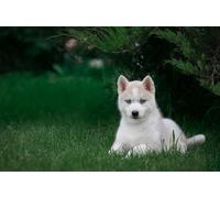 OZLHSP bambino puzzle 1000 pezzi Cuccioli di husky 75x50cm