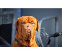 OZLHSP bambino puzzle 500 pezzi Animali Dogue de Bordeaux 52x38cm