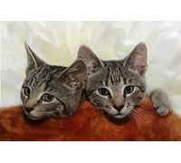 OZLHSP bambino puzzle 500 pezzi Animali gattini 52x38cm