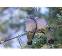 OZLHSP bambino puzzle 500 pezzi Colombe Animali 52x38cm