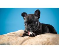 OZLHSP bambino puzzle 500 pezzi Cuccioli di bulldog francese 52x38cm