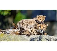 OZLHSP carta regalo natale puzzle 500 pezzi Ghepardi 52x38cm