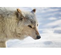 OZLHSP carta regalo natale puzzle 500 pezzi Lupi Animali 52x38cm