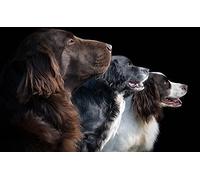 OZLHSP expression puzzle puzzle 1500 pezzi Setter irlandese Setter inglese Animali 87x57cm