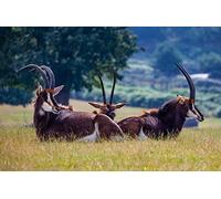 OZLHSP expression puzzle puzzle 500 pezzi Antilope antilope nera 52x38cm