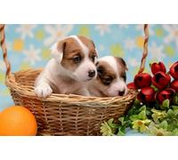 OZLHSP expression puzzle puzzle 500 pezzi Cuccioli di animali 52x38cm