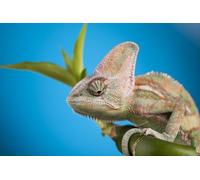 OZLHSP fantasy per adulti puzzle 1000 pezzi Rettili Camaleonti Animali 75x50cm