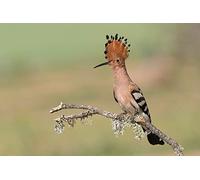 OZLHSP giochi bambina femmina puzzle 1000 pezzi Animale 75x50cm