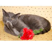 OZLHSP giochi bambina puzzle 500 pezzi Gatti Animali 52x38cm