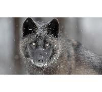 OZLHSP giochi bambina puzzle 500 pezzi Lupi Animali 52x38cm