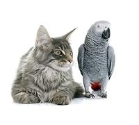 OZLHSP giochi bambina puzzle 500 pezzi Pappagalli Animali 52x38cm