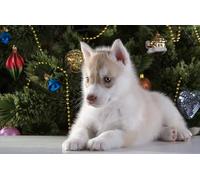 OZLHSP giochi bambini femmina puzzle 500 pezzi Cucciolo di husky 52x38cm