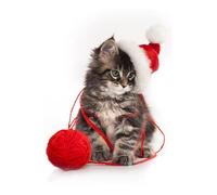 OZLHSP giochi bambini femmina puzzle 500 pezzi Gattini Animali 52x38cm