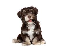 OZLHSP giochi bambini puzzle 1000 pezzi Cuccioli di Bichon Havanese 75x50cm