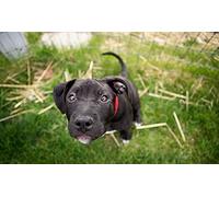 OZLHSP giochi bambini puzzle 1500 pezzi Cuccioli di Cane Corso Animali 87x57cm
