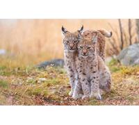 OZLHSP giochi bambini puzzle 1500 pezzi Cuccioli di lince Bellissimi animali 87x57cm