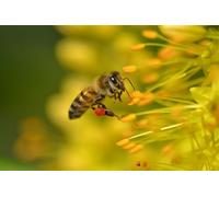 OZLHSP giochi bambini puzzle 500 pezzi Api Insetti Animali 52x38cm