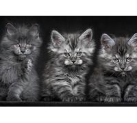 OZLHSP giochi bambini puzzle 500 pezzi Gattini Animali 52x38cm