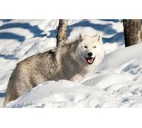 OZLHSP giochi bambino puzzle 1000 pezzi Lupi Animali 75x50cm