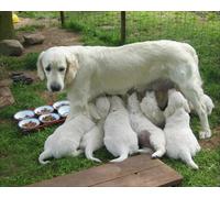 OZLHSP giochi bambino puzzle 500 pezzi Animali da riporto 52x38cm