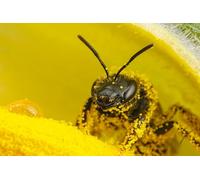 OZLHSP giochi bambino puzzle 500 pezzi Api Insetti Polline Animali 52x38cm