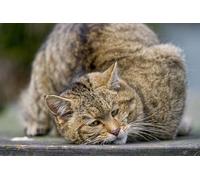 OZLHSP giochi bambino puzzle 500 pezzi Gatto Gatto selvatico scozzese Animali 52x38cm