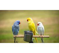 OZLHSP giochi bambino puzzle 500 pezzi Pappagalli Animali 52x38cm