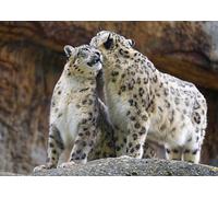 OZLHSP giochi bimba femmina puzzle 1000 pezzi Animale 75x50cm